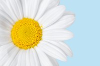 White daisy background, flower macro shot