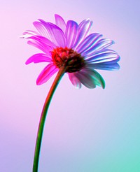 Colorful daisy, isolated object psd