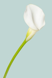White calla lily flower background, design space
