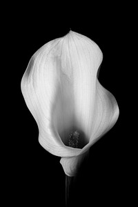 Calla lily background, black and white flower macro shot