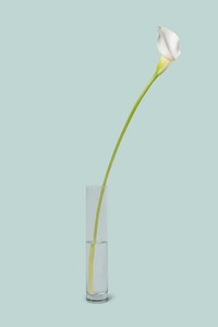 White calla lily in glass vase, home decor