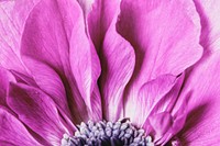 Pink anemone background, flower macro shot