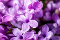 Lilac background, flower macro shot