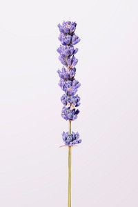 Lavender flower background, design space