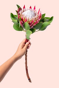 King protea held by hand, collage element psd