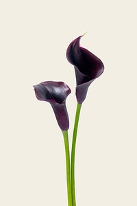 Purple calla lilies background, design space