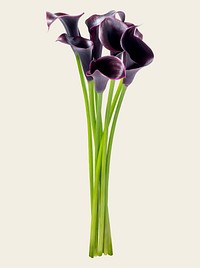 Purple calla lilies, collage element psd
