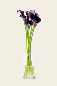 Purple calla lily in glass vase, flower arrangement, home decor