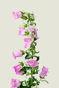 Pink campanula flower background, design space