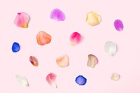 Colorful flower petals background, design space