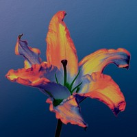 Colorful lily, collage element psd