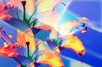 Lily flower background, design space