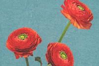 Red ranunculus flower background, design space