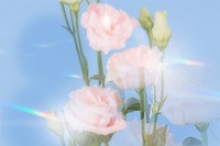 Pink lisianthus background, iridescent texture, design space