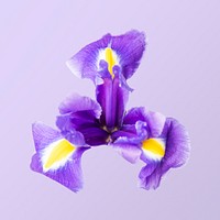 Dutch iris, collage element psd