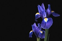 Iris flower, black background, design space psd