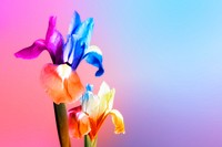Colorful iris flower background, design space psd