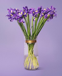 Purple iris in glass vase, flower arrangement, home decor