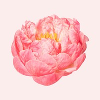 Pink peony, collage element psd