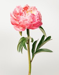 Pink peony flower background, design space