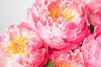 Pink peony background, flower macro shot