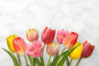 Colorful tulip border, white background, design space