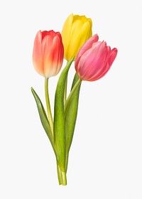 Colorful tulips, collage element psd
