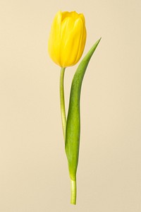 Yellow tulip flower, isolated object psd