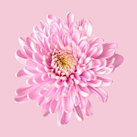 Pink chrysanthemum, collage element psd