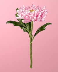 Pink chrysanthemum, collage element psd