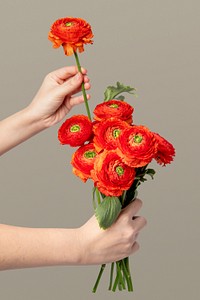 Red ranunculus in florist hands,  collage element psd