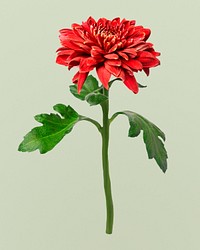 Red chrysanthemum, collage element psd