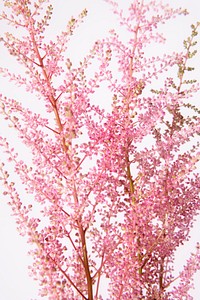 Astilbe peach blossom flower background, design space