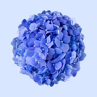 Blue hydrangea, collage element psd