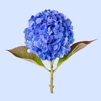 Blue hydrangea, collage element psd