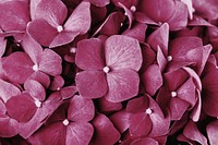 Pink hydrangea background, flower macro shot