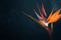 Bird of paradise, black background, design space psd