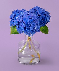 Blue hydrangea in glass vase, isolated object design psd