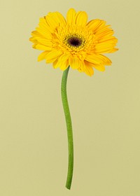 Yellow gerbera, collage element psd