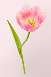 Pink tulip flower, isolated object psd