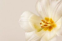 White tulip flower background, design space psd