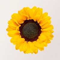 Sunflower, isolated object, collage element psd