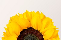 Blooming sunflower background, design space