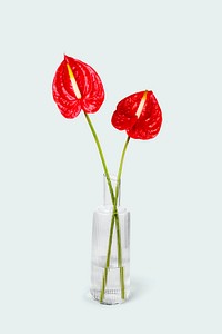 Red laceleaf in glass vase, isolated object design psd
