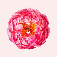 Pink peony, collage element psd