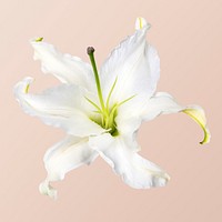 White lily, collage element psd