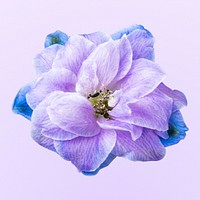 Blue delphinium, collage element psd