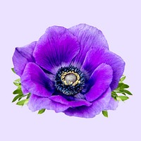 Purple anemone, collage element psd