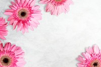 Pink daisies, white background, design space psd