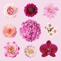 Pink flowers, collage element set psd